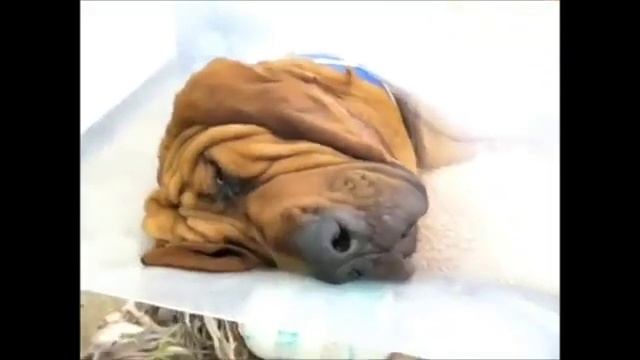 Спящие собачки смотреть онлайн