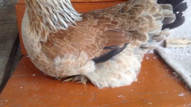 Курица - Цыпленок смотреть онлайн