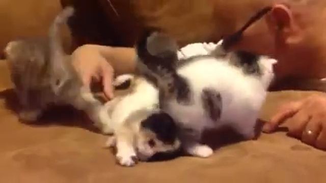 Scottish Kilt Kittens: Kitten Madness! смотреть онлайн