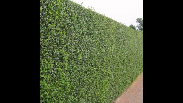 БИРЮЧИНА (LIGUSTRUM) сем. Маслинные смотреть онлайн