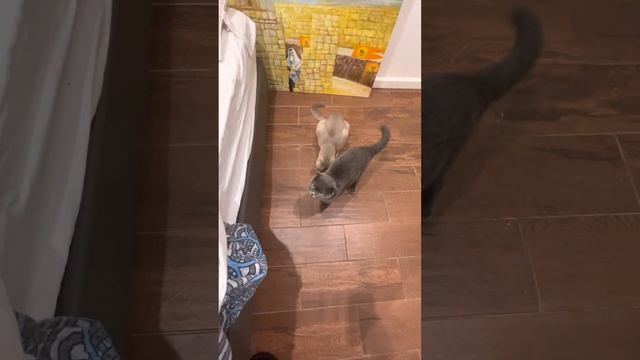 Кошачья ? Мята для счастливых кошек: Шпигель и Мурка наслаждаются перед сном" смотреть онлайн