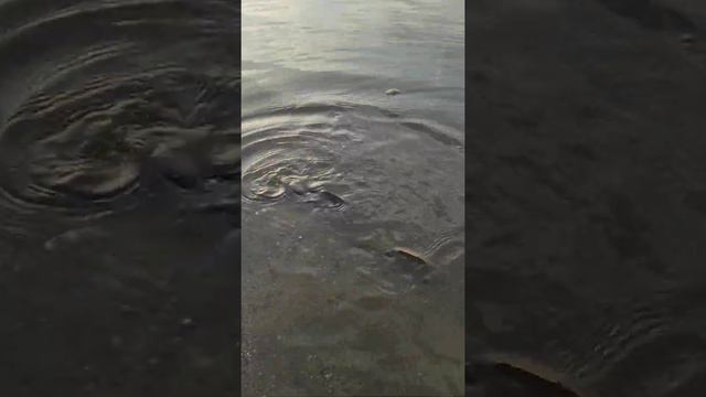 Оживил улов после долгой поездки и выпустили в канала им. Москвы часть. 2 выпускаем. смотреть онлайн
