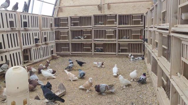 красивые голуби мои смотреть онлайн