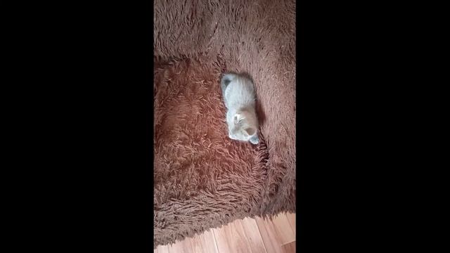 Котенок Пушок растет, играет. смотреть онлайн