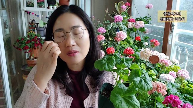 제라늄(Pelargonium)수형 소복하게 키우는 첫단추!! смотреть онлайн