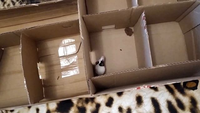 МЫШИ В ЛАБИРИНТЕ смотреть онлайн