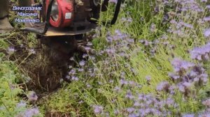 Заделываю фацелии в грунт, сажаю фацелию с горчицей. Немного виноградной школке