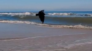 Genial Hauser and great Elegija by Rudolf Matz