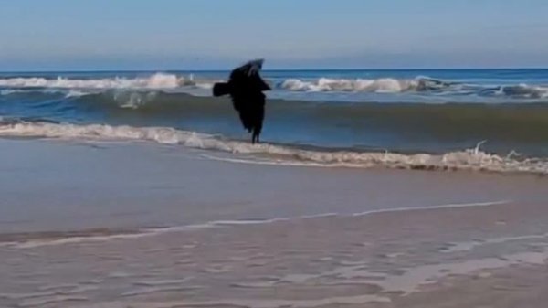 Genial Hauser and great Elegija by Rudolf Matz