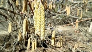 Пчёлы на пыльценосе  Орешник (лещина)