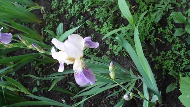 Ирис бордюрный Голубой смотреть онлайн