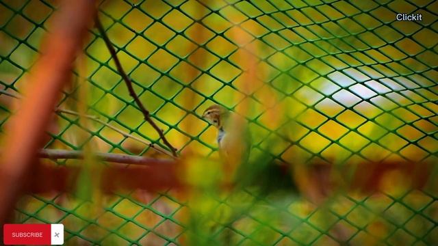 Bird Photography With Nikon D3400 In 2024 | Bird Photography | Wildlife 4k