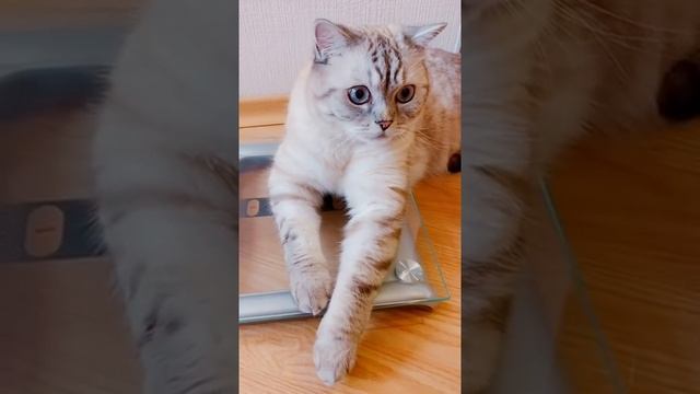 Поговорил с котом смотреть онлайн