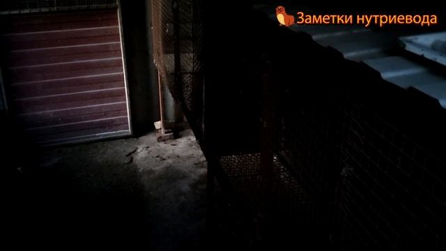 СКОЛЬКО НУЖНО КЛЕТОК ДЛЯ НУТРИЙ. Видео для начинающих заводчиков. смотреть онлайн