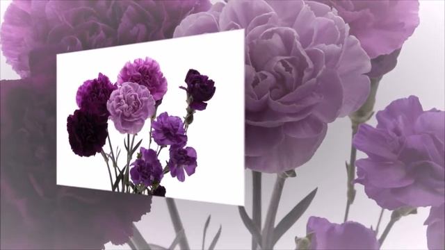 гвоздики смотреть онлайн