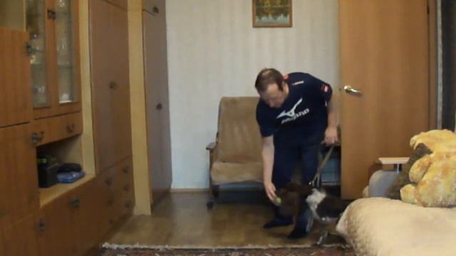 Дрессировка щенка русского охотничьего спаниеля по методике ЛиРОС смотреть онлайн