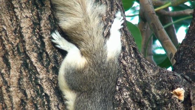 Бангкокские белки. Bangkok squirrels смотреть онлайн