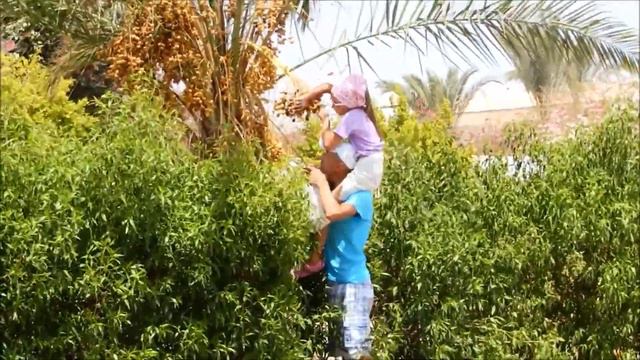 Добыча фиников в Шарм Эль Шейх смотреть онлайн