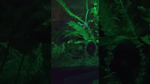 Зелёная ночная подсветка в аквариуме смотреть онлайн