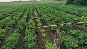 Эффективная дождевальная установка