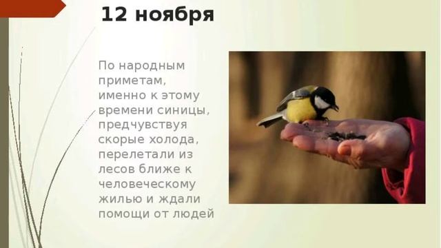 ПРИМЕТЫ ПРО СИНИЦ. Если в дом залетела птица... смотреть онлайн
