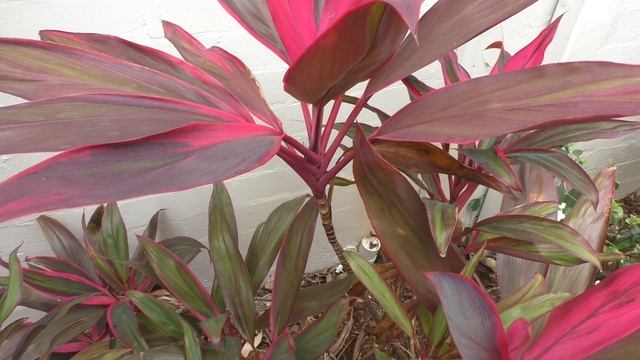How To Grow A Cordyline From Cuttings And Growing Tips