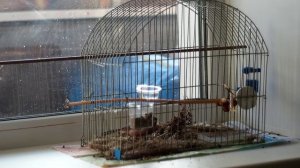 Урагус дома. Новые увлечения птицы: купание. И ответ на вопрос: как спят птицы.