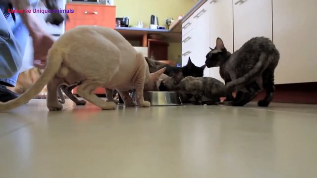 The World Most Expensive (Devon Rex Cat Breed ) Videos смотреть онлайн