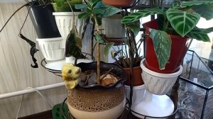 Места нет, а цветов хочется? Как разместить больше растений на ограниченной площади.