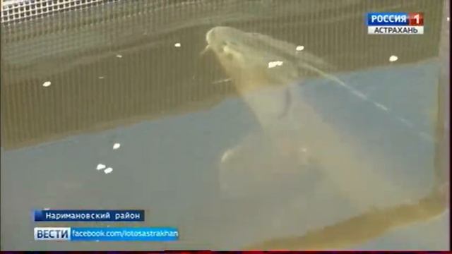 В Астрахани добывают икру методом дойки смотреть онлайн