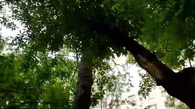 ШУРА НА ВОЗДУХЕ! Впервые за полтора года... смотреть онлайн