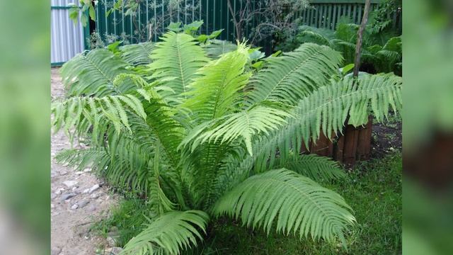 Декоративно - лиственные растения для сада. Красивые фото смотреть онлайн