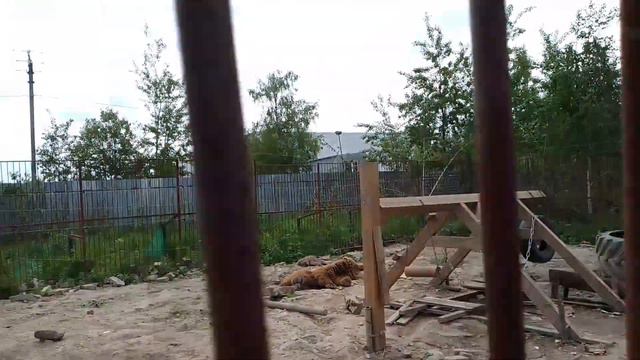 12.06.22. Наяданаядная и Михо. смотреть онлайн