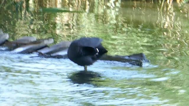Водоемы и их обитатели_р.Темерник_21.06.2024 смотреть онлайн