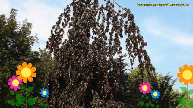 Бук лесной Блэк Свен. Краткий обзор, описание характеристик fagus sylvatica Black Swan смотреть онлайн