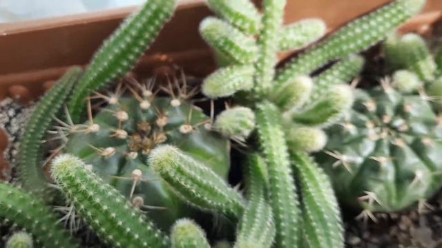 Покажу свои цветы