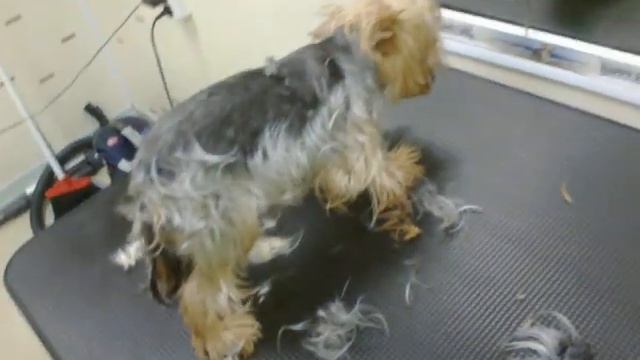 Стрижка Йорка в зоомагазине Динозаврик смотреть онлайн