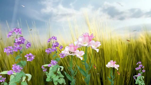 Butterfly Paradise Screensaver http www screensavergift com смотреть онлайн