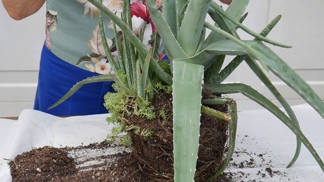 Aloe Vera Propagation: How To Remove Pups (or Babies) From the Mother Plant / Joy Us Garden смотреть онлайн