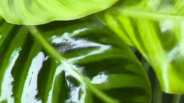 4 most hardy & easy care varieties of calathea॥लगायें 4 सबसे ईजी केयर कैलाथिया प्लांट смотреть онлайн