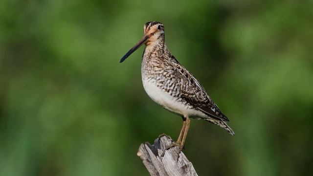 Баранець звичайний/ Обыкновенный бекас/ Common Snipe смотреть онлайн