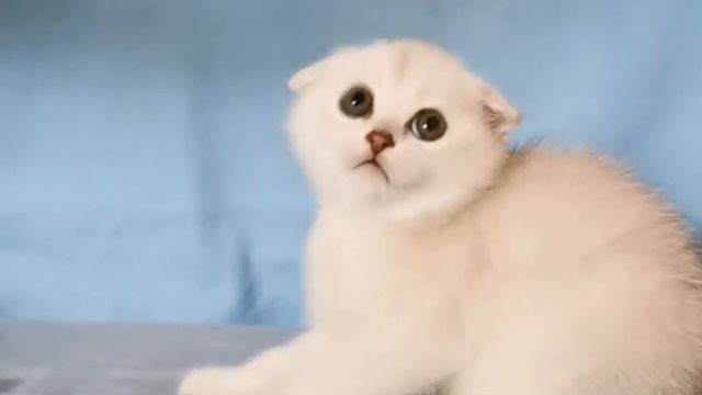 Кот фолд. Шоколадный серебристый затушеванный (шиншилла) смотреть онлайн