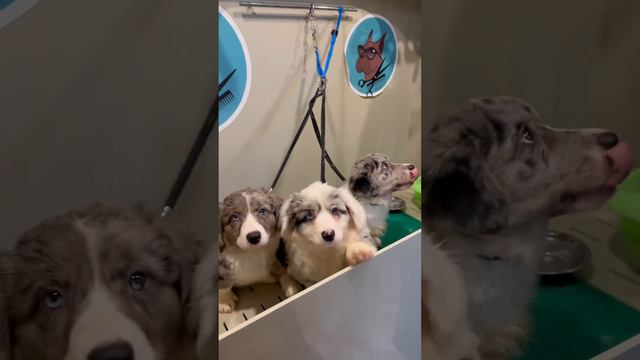 Щенки Вельш-Корги Кардиган для самых лучших владельцев 💎🏘️❤️ уже готовы к переезду смотреть онлайн