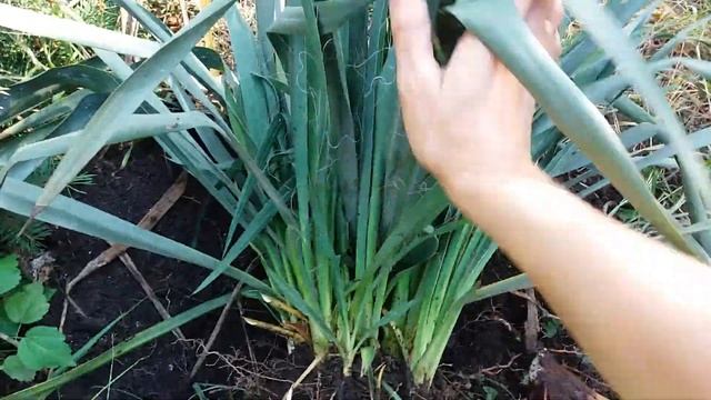 Юкка нитчатая. Размножение смотреть онлайн