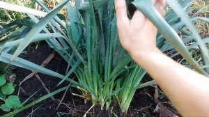 Юкка нитчатая. Размножение