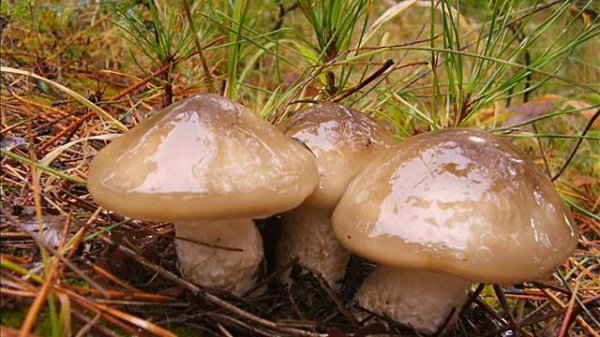 Hygrophorus latitabundus
