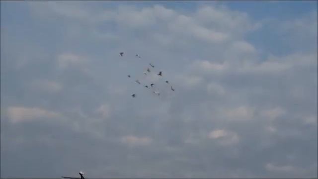 Бакинские бойные голуби ... Посадка смотреть онлайн