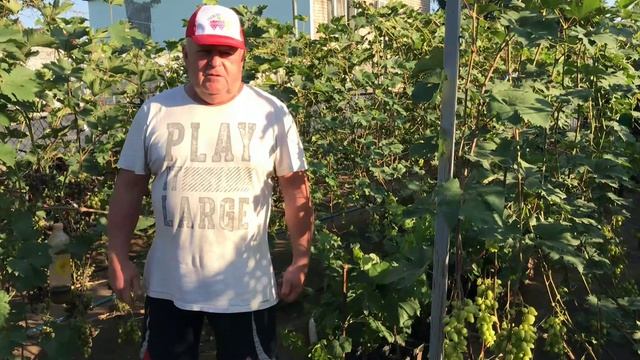 Экскурсия по питомнику винограда. Как победить милдью смотреть онлайн