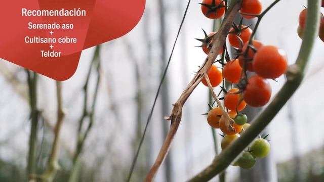 Botrytis en invernadero смотреть онлайн