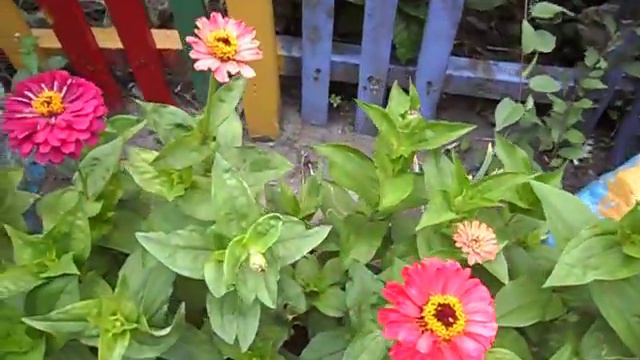 :::- БАРХАТЦЫ  И  МАЙОРЧИКИ  !-:::Filin Rezwiy-Video-:::